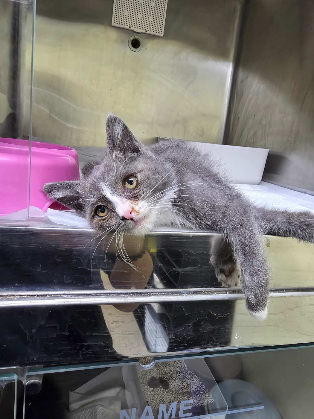 보호중 믹스묘의 가…