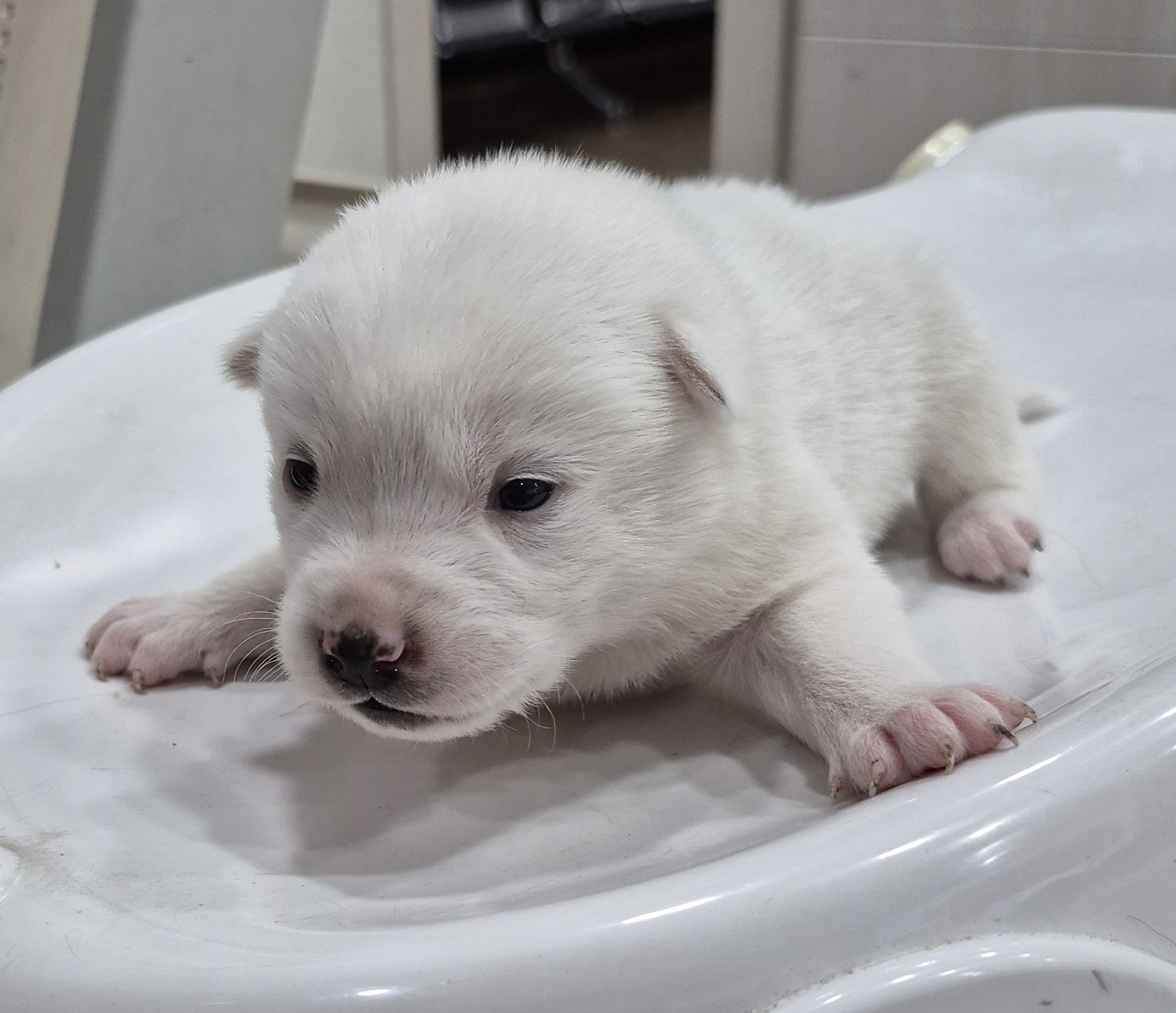 대구시수의사회(더펫)_427343202501095