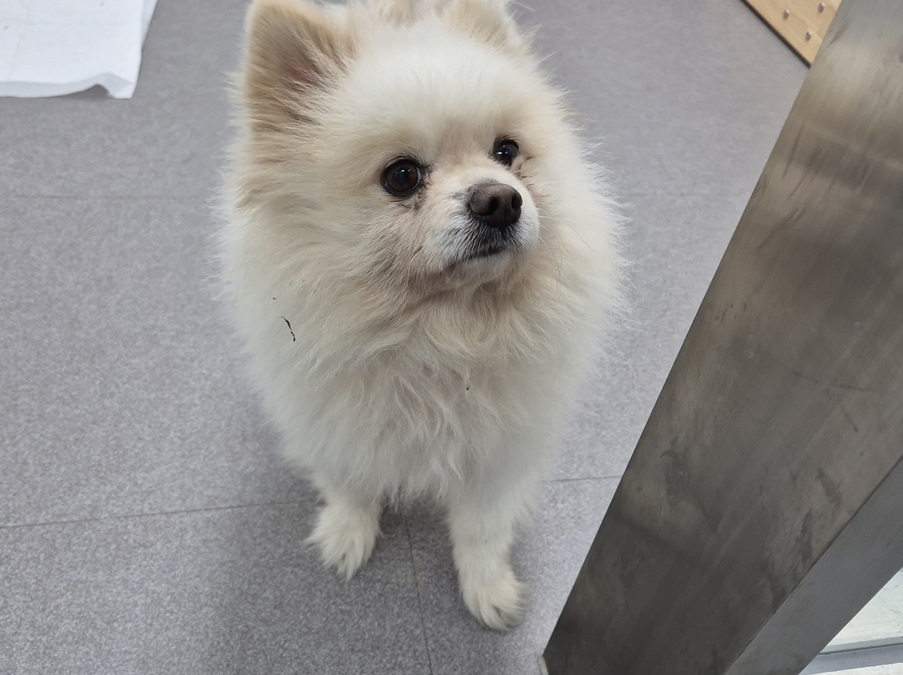 종료(반환) 믹스견…