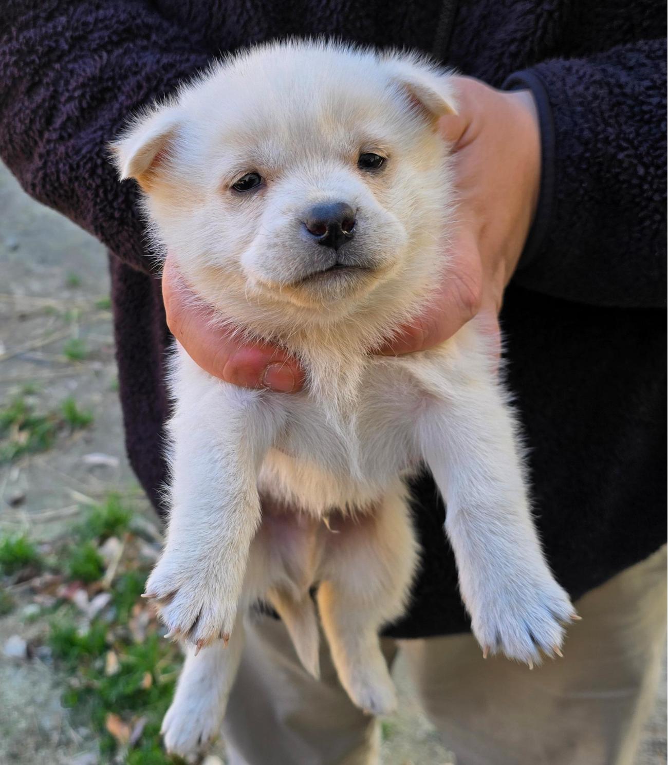 유기견임시보호소_442434202500535