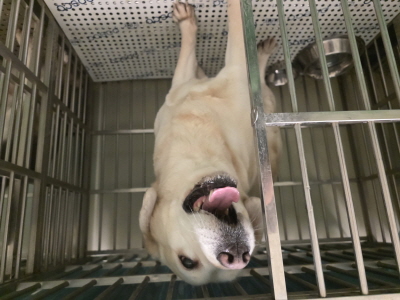 보호중 라브라도 리…