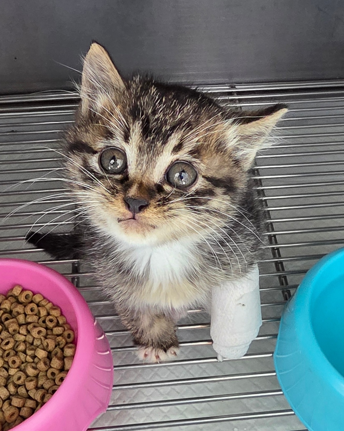 반려동물보호센터_443571202502997