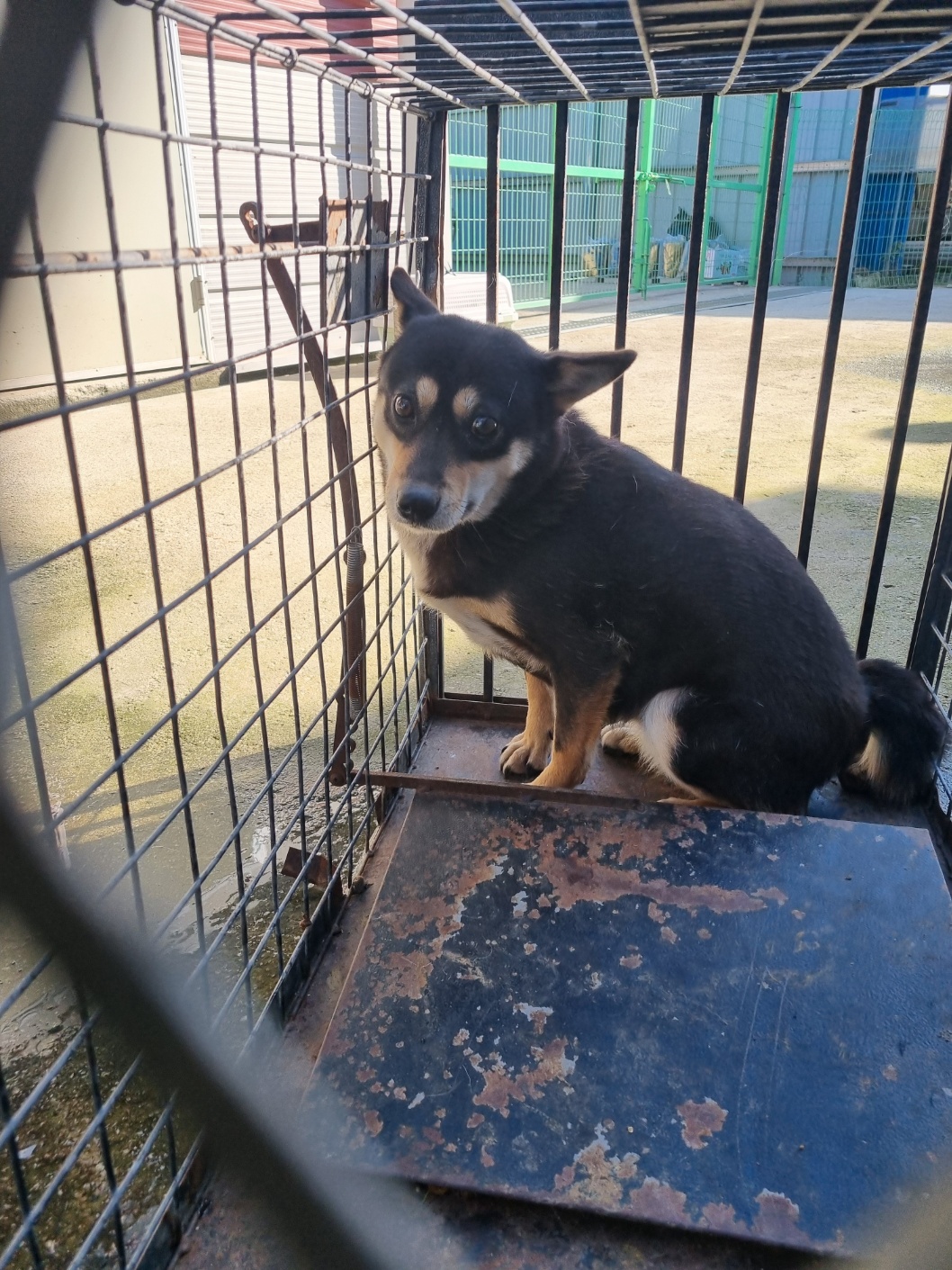 보호중 믹스견의 가…