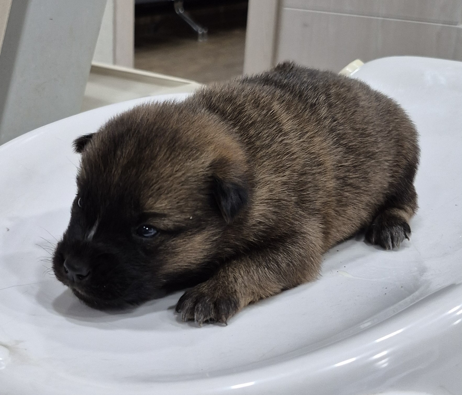 대구시수의사회(더펫)_427343202501093