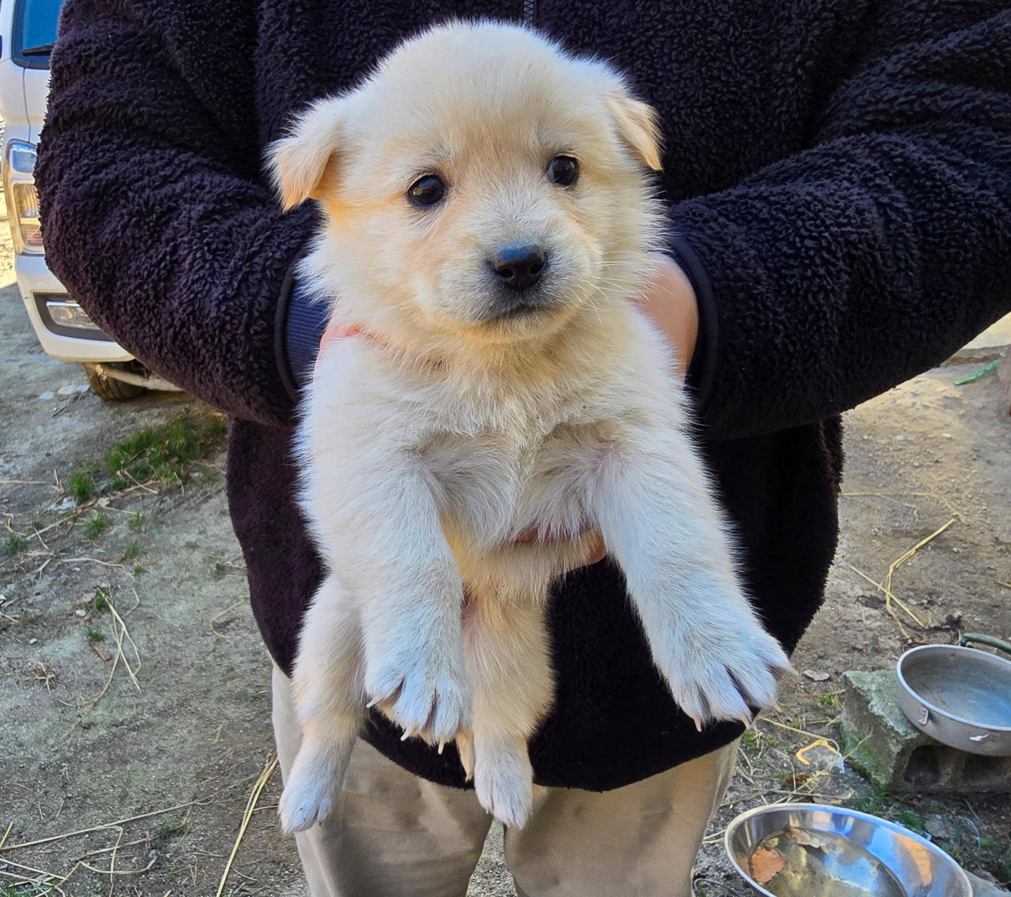 보호중 믹스견의 가…