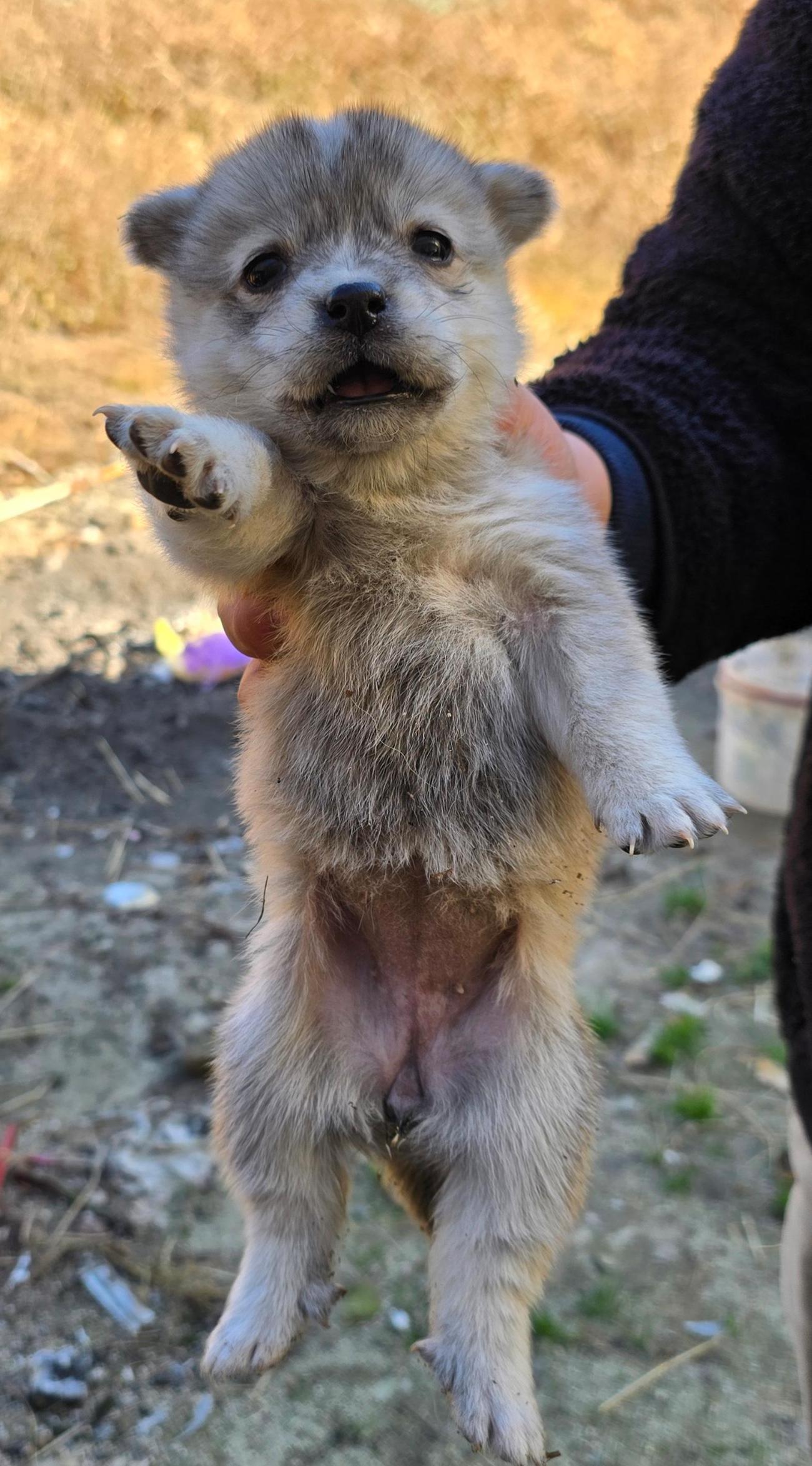 보호중 믹스견의 가…