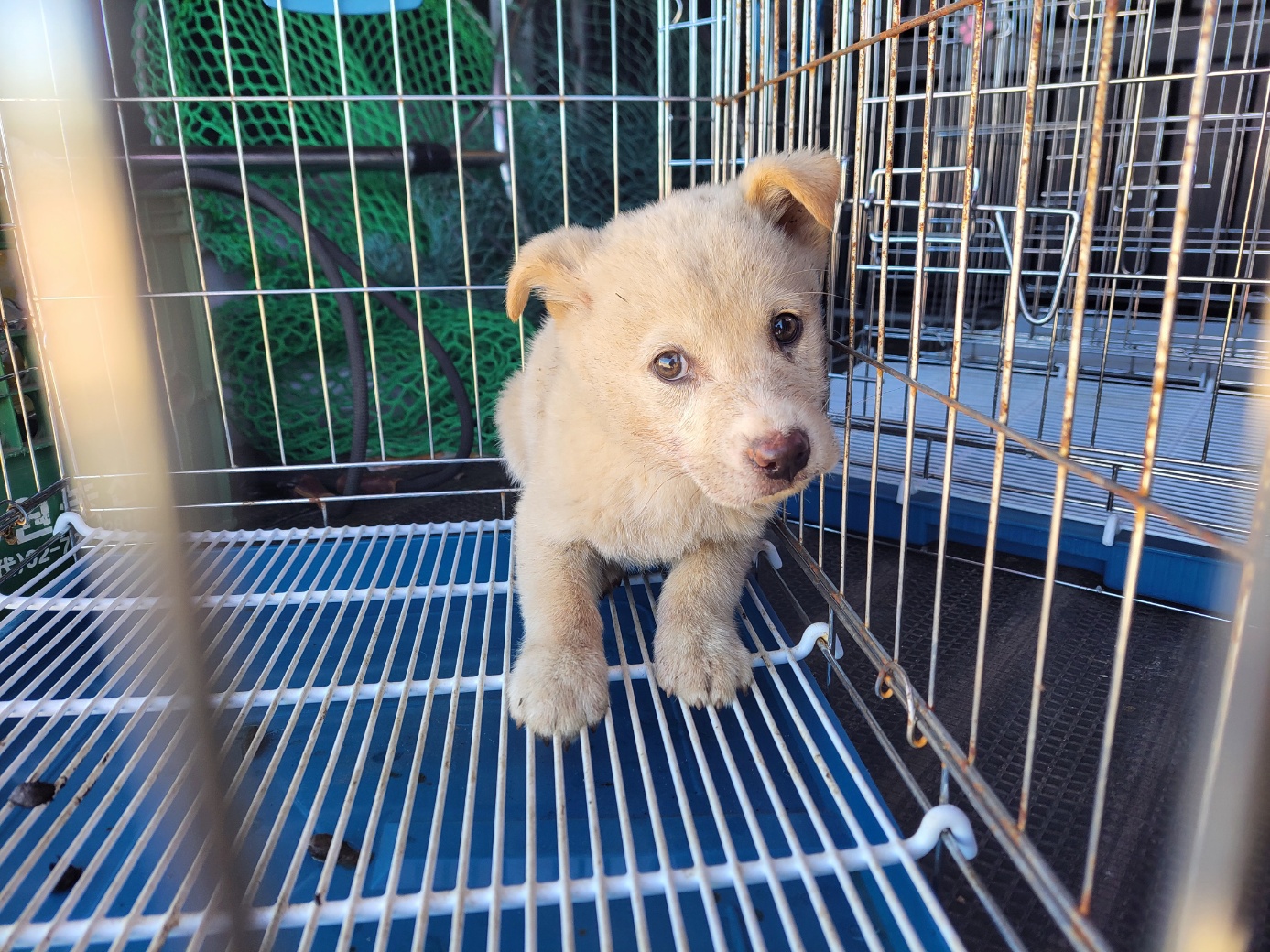 고양시동물보호센터_441394202502456