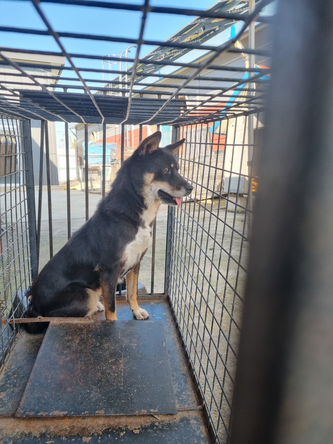 보호중 믹스견의 가…