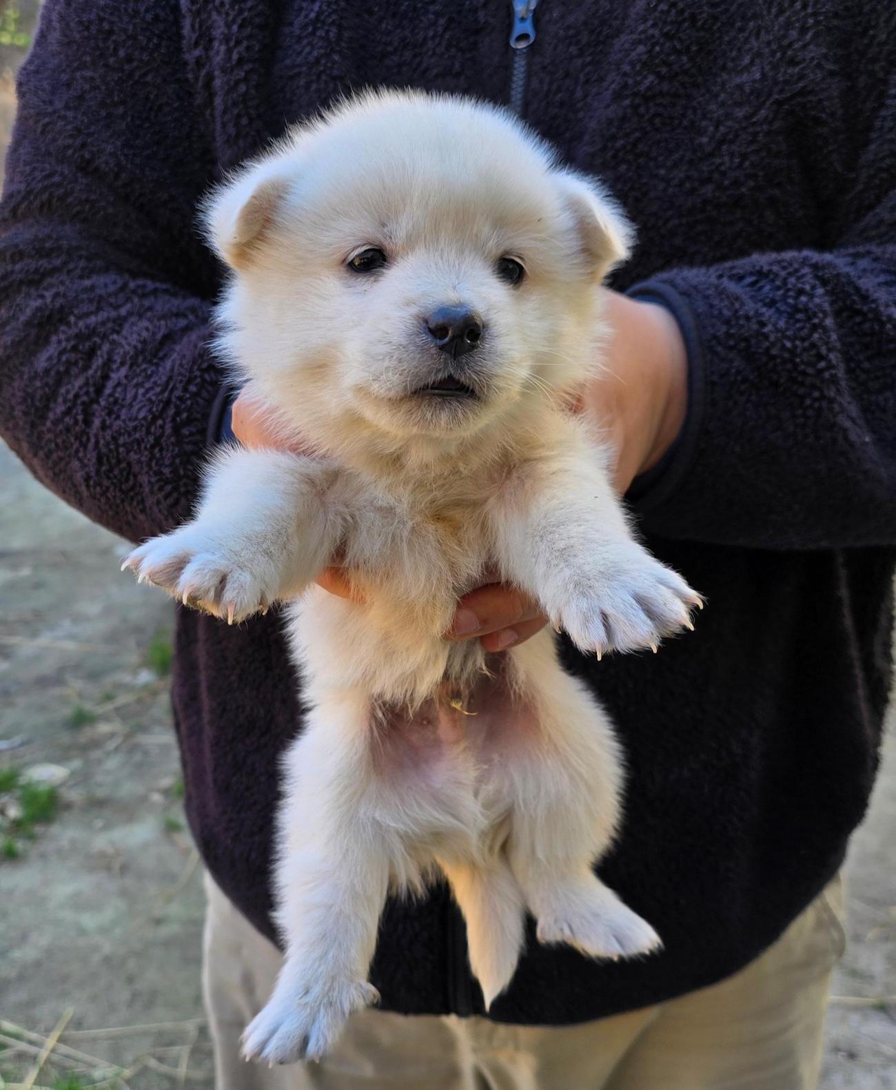 보호중 믹스견의 가…