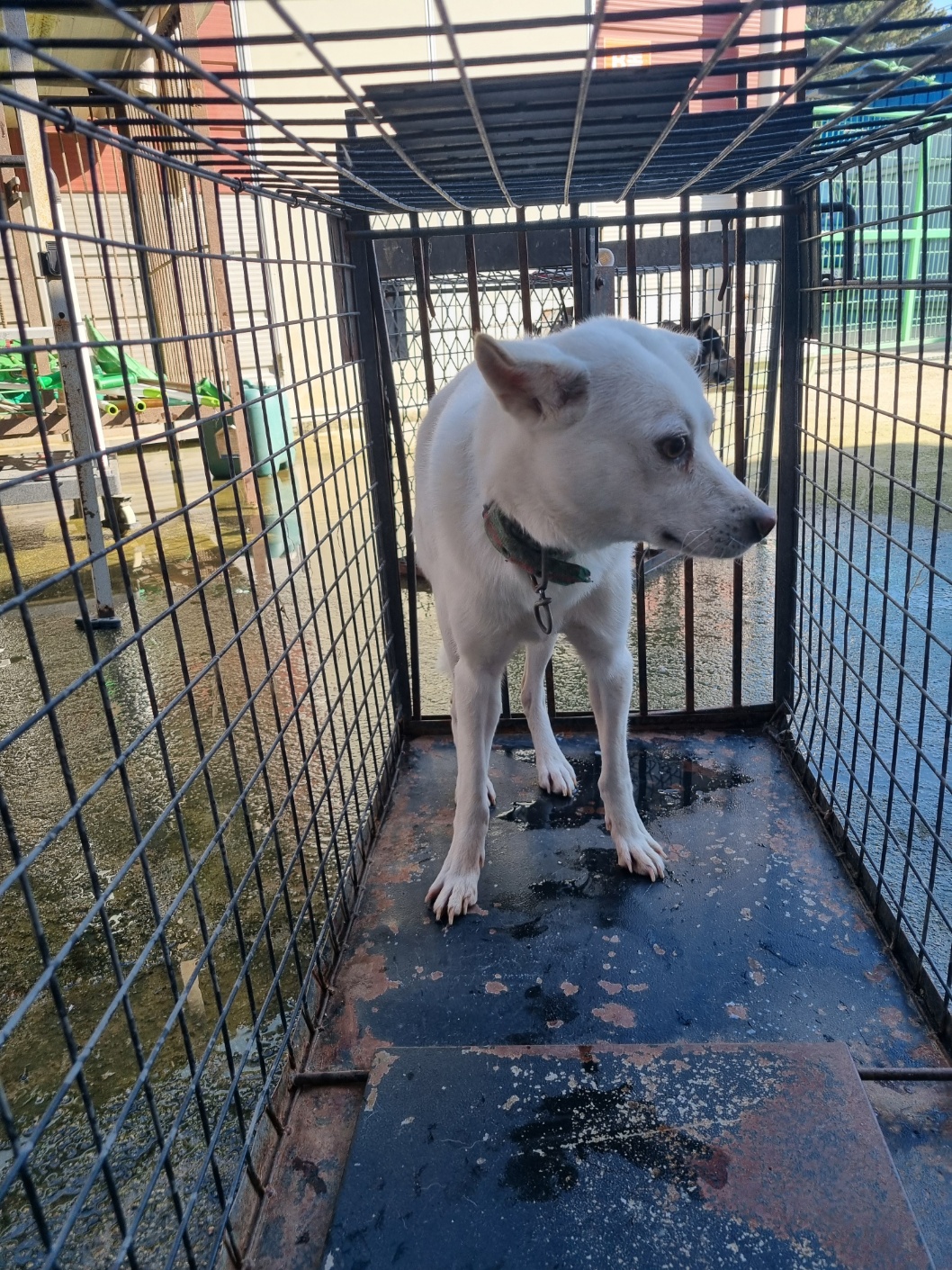 부안군 동물보호센터_445479202501226
