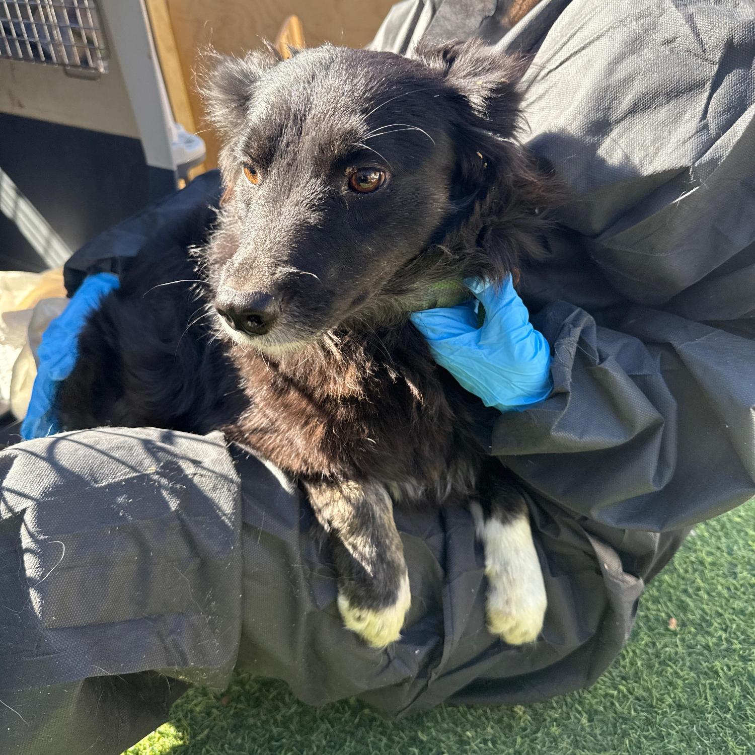 보호중 믹스견의 가…