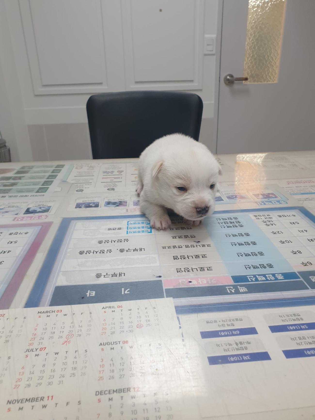 보호중 믹스견의 가…