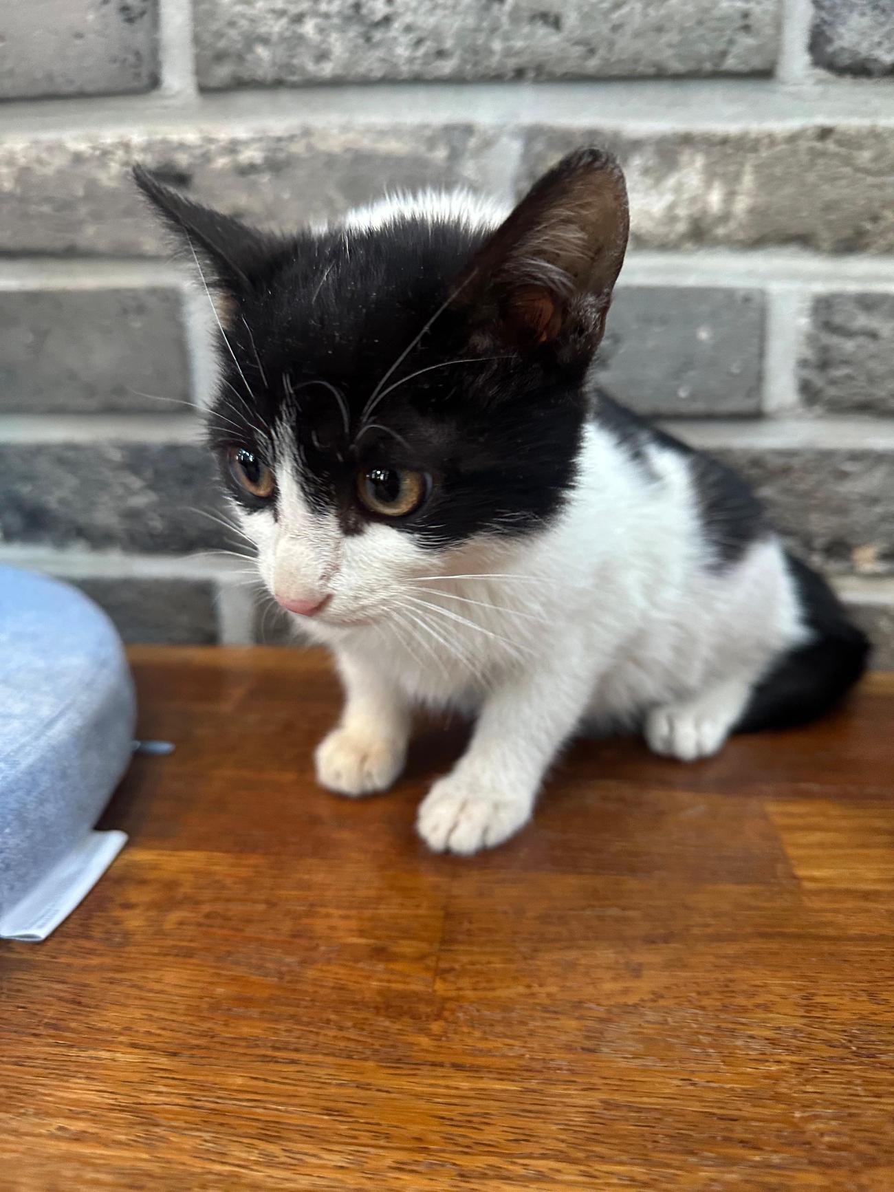 현풍동물병원_427348202501117