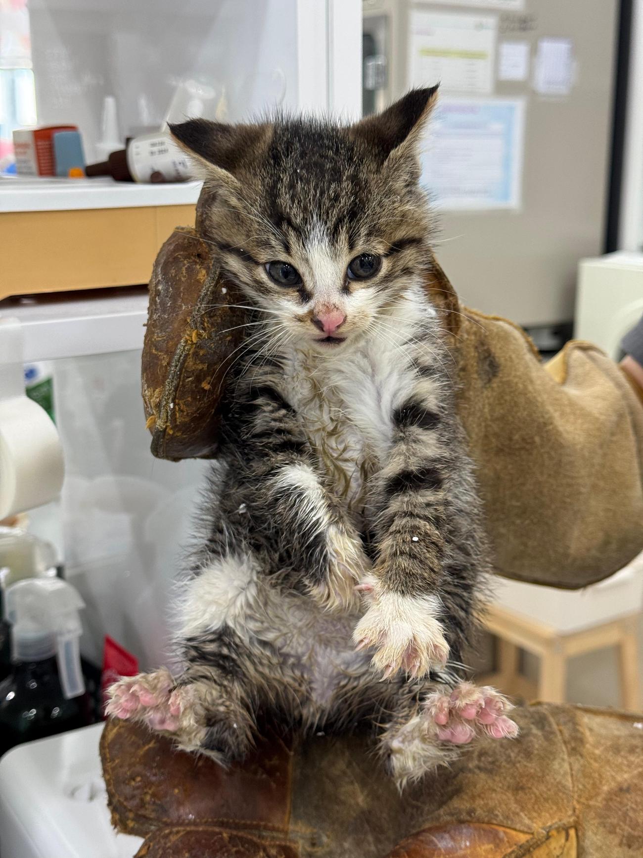 현풍동물병원_427348202501116