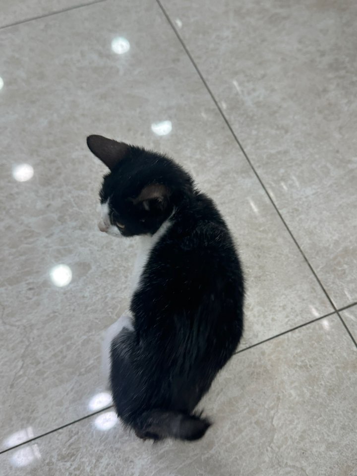 보호중 한국 고양이…