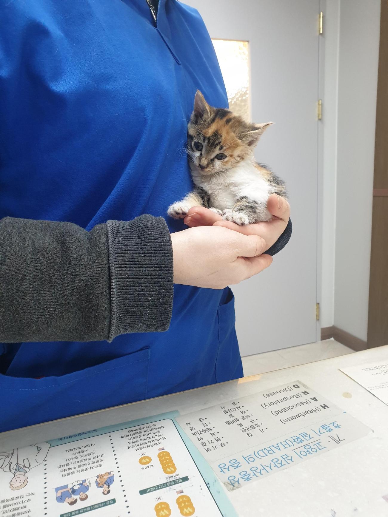 보호중 한국 고양이…