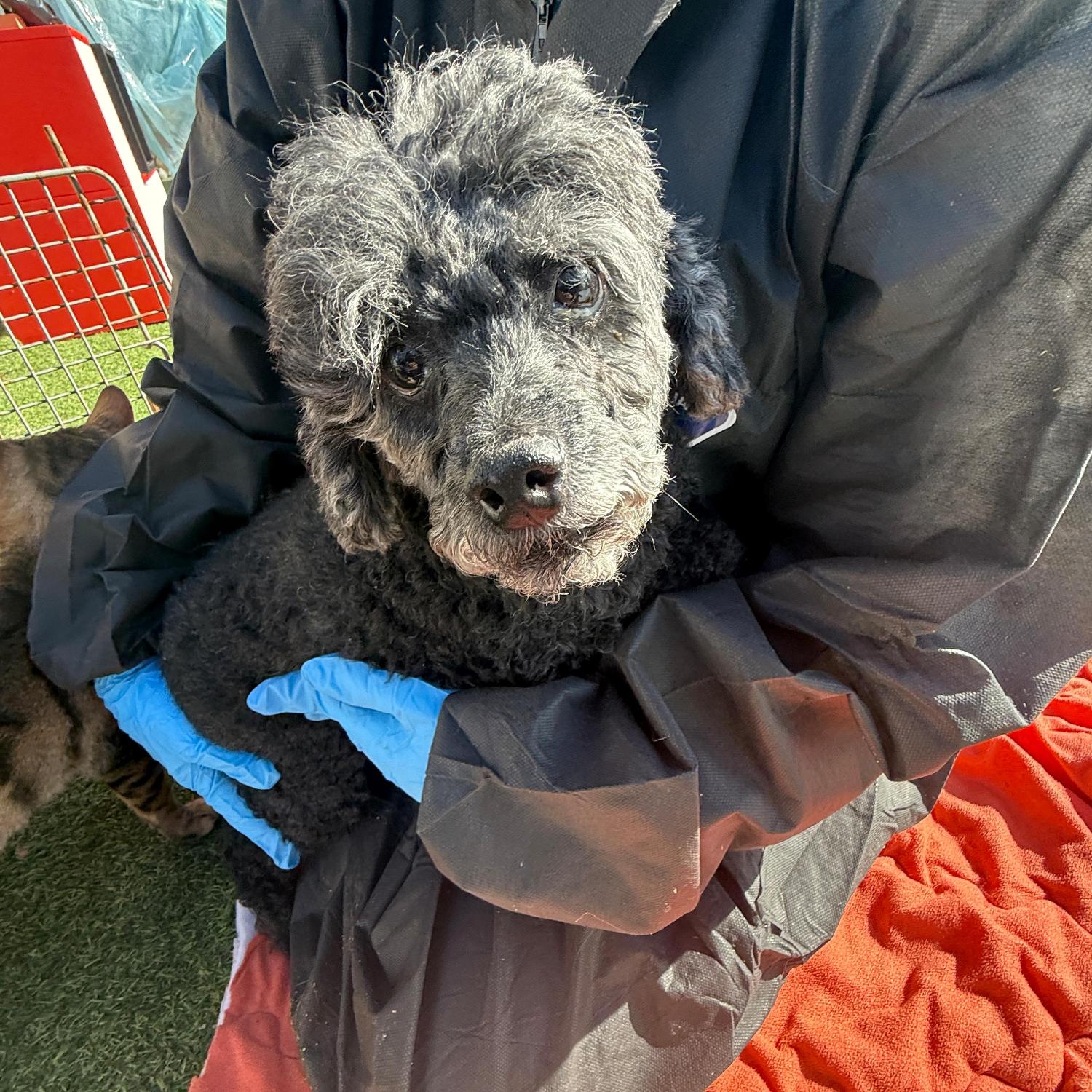 보호중 푸들의 가족…