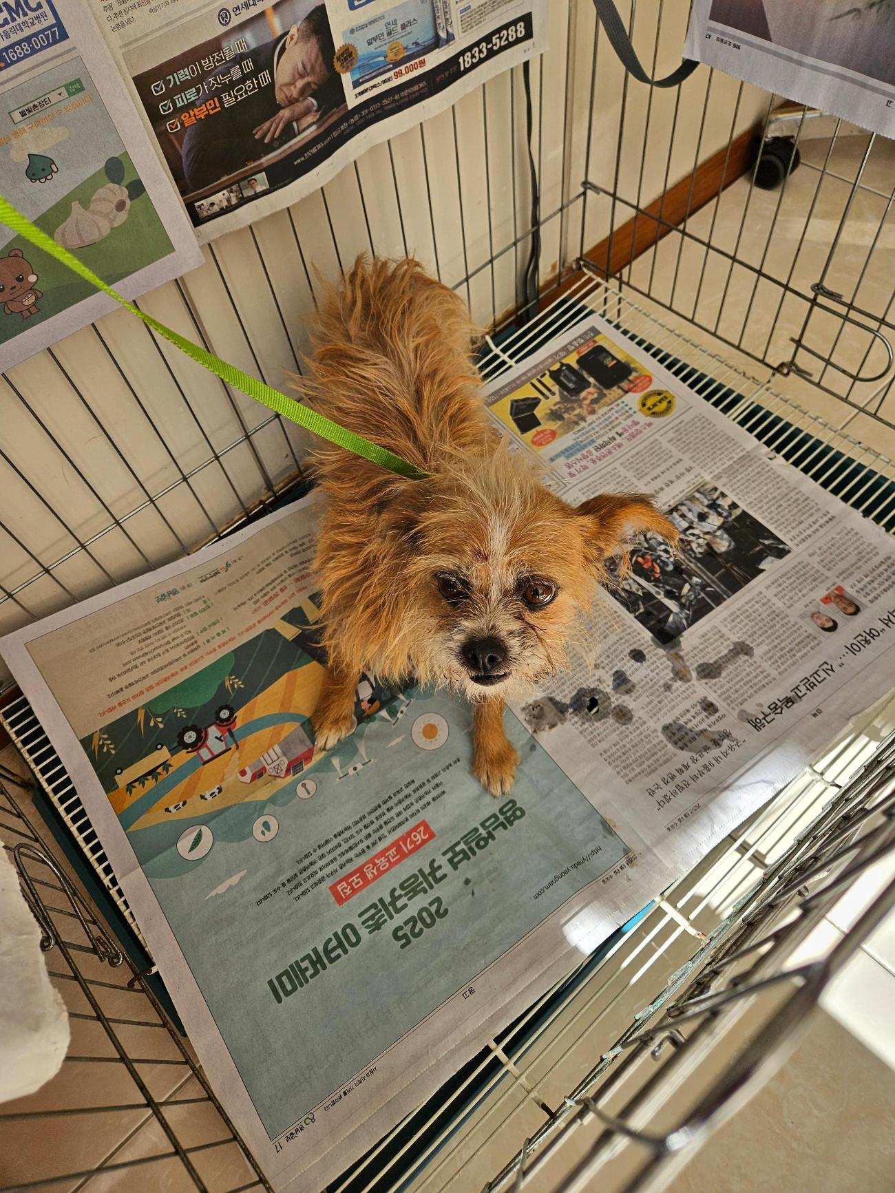 보호중 믹스견의 가…