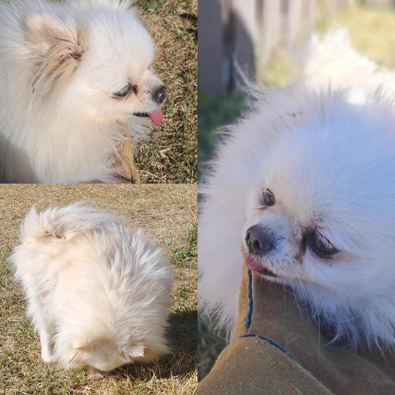 종료(반환) 포메라…