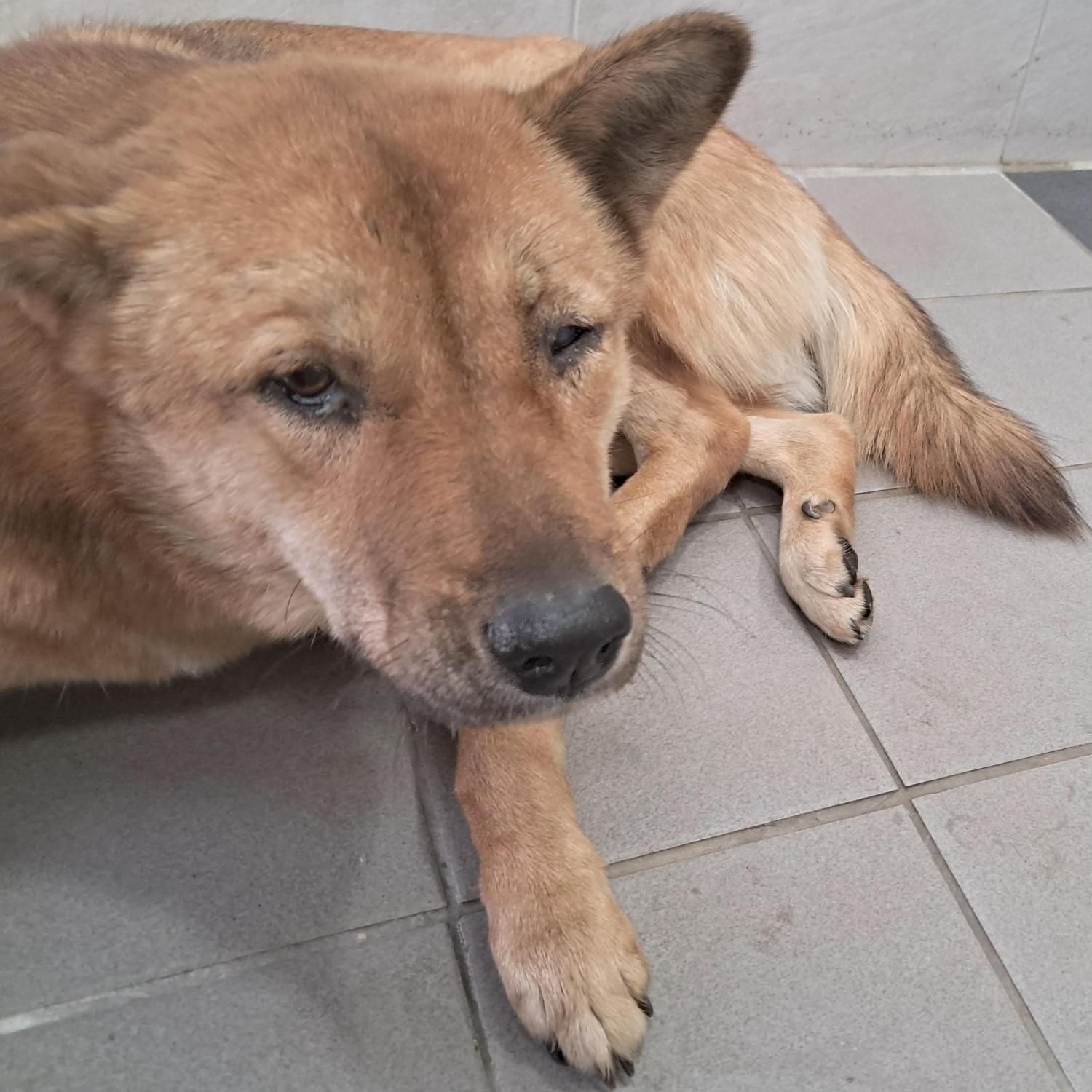 보호중 믹스견의 가…