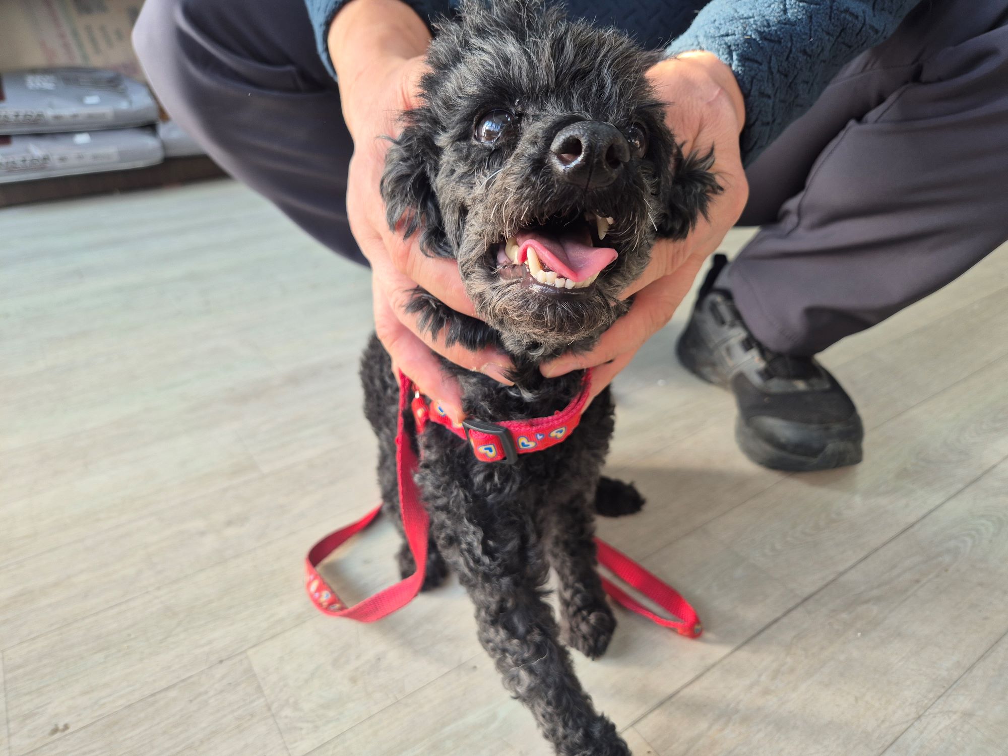 보호중 푸들의 가족…