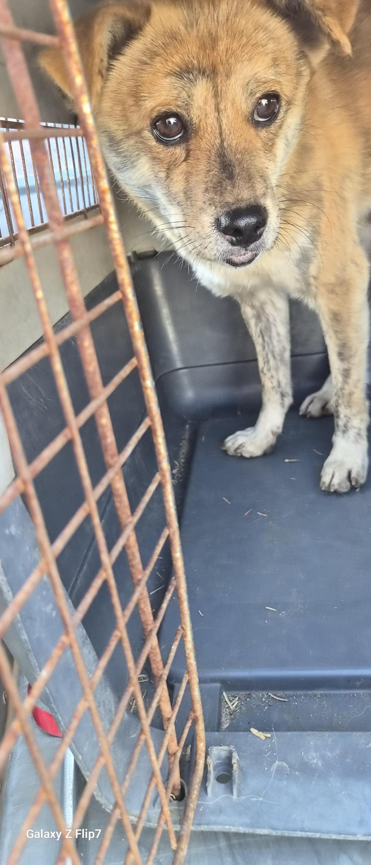 보호중 믹스견의 가…