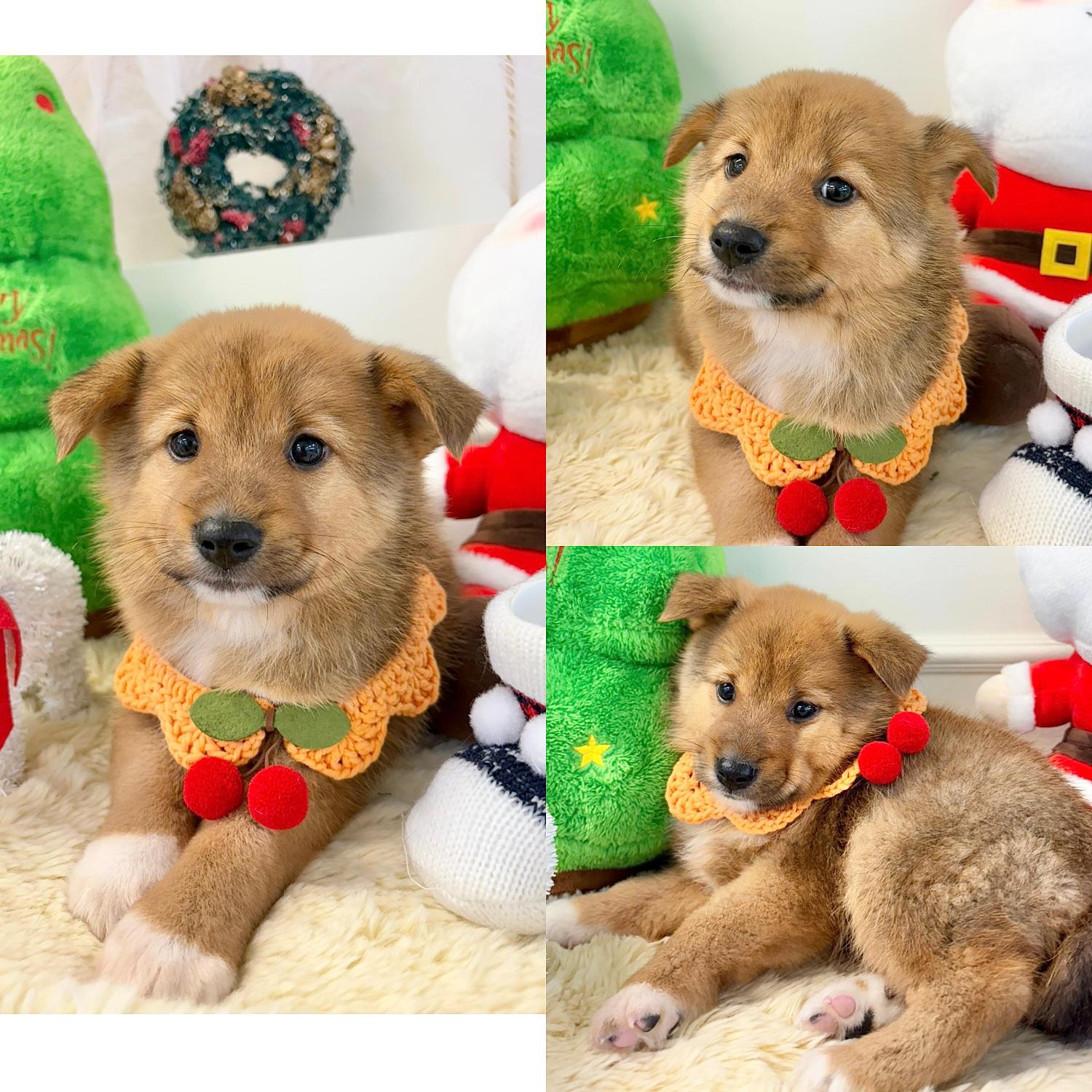 보호중 믹스견의 가…