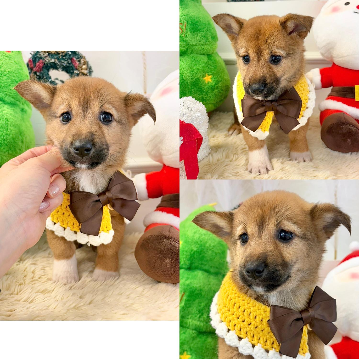 보호중 믹스견의 가…