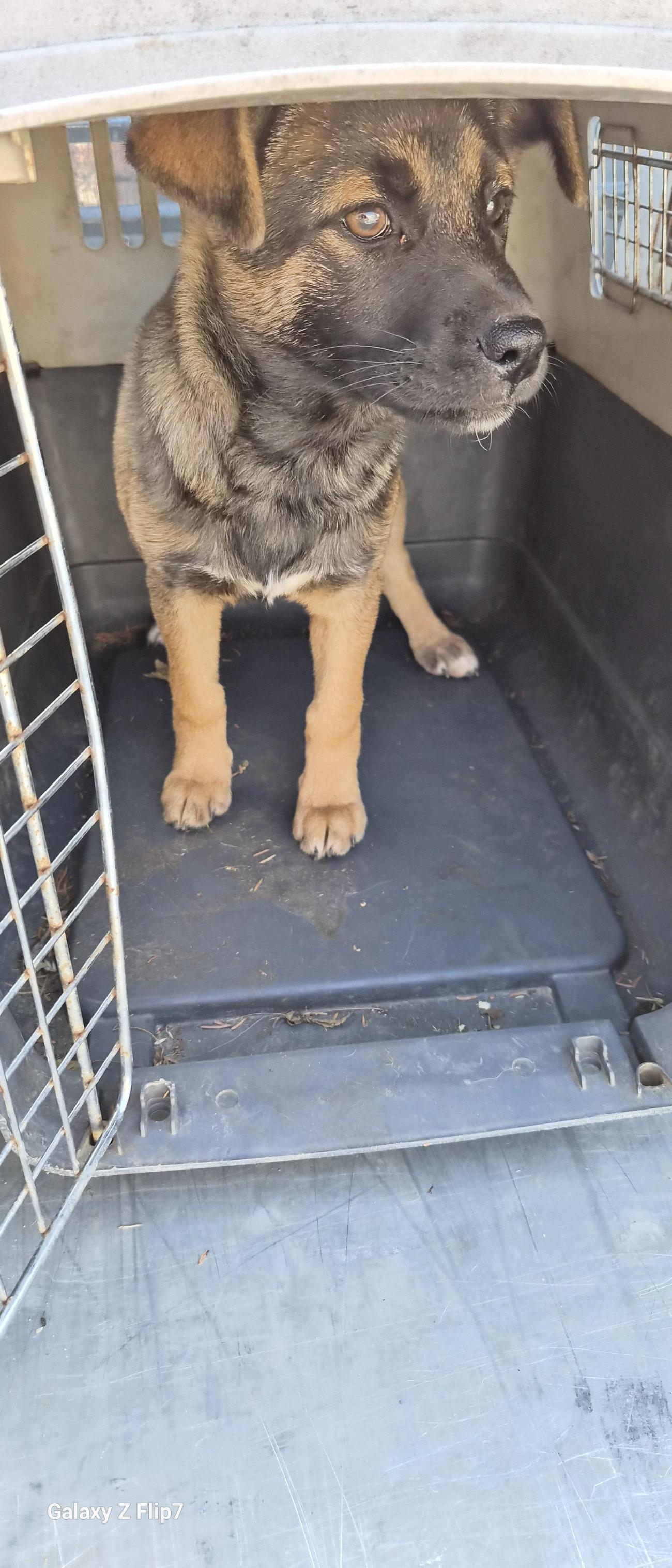 보호중 믹스견의 가…