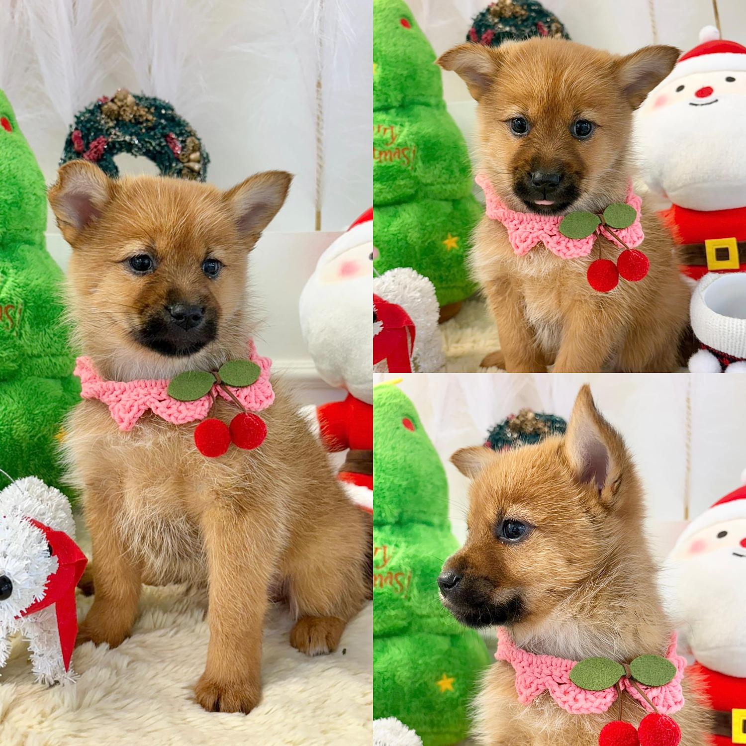 경주동물사랑보호센터_447505202501617