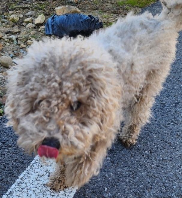 보호중 푸들의 가족…