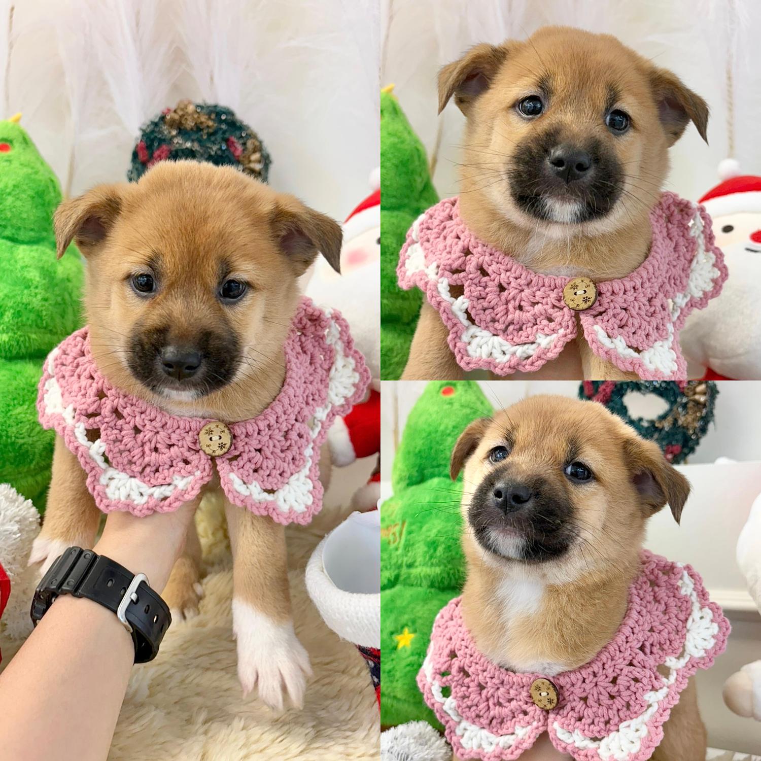 보호중 믹스견의 가…