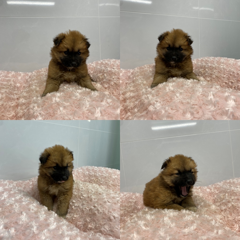 보호중 믹스견의 가…