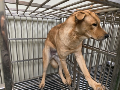 (사)동부동물보호협회_426330202500418