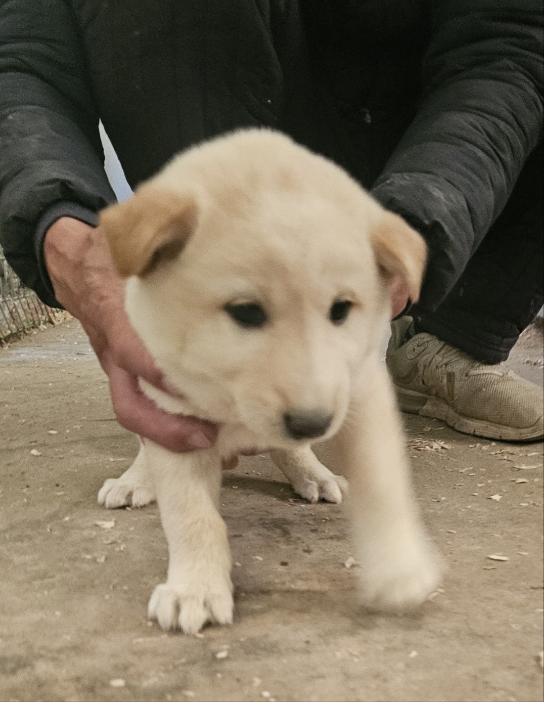 보호중 믹스견의 가…