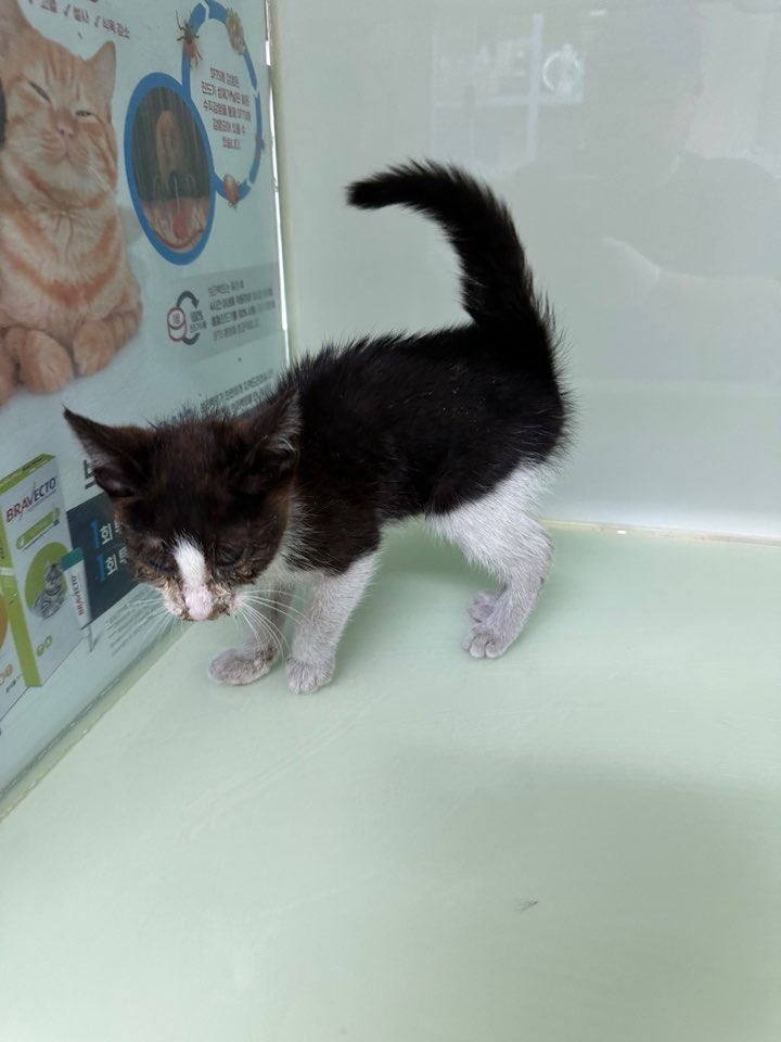 신공항동물병원_428349202501018