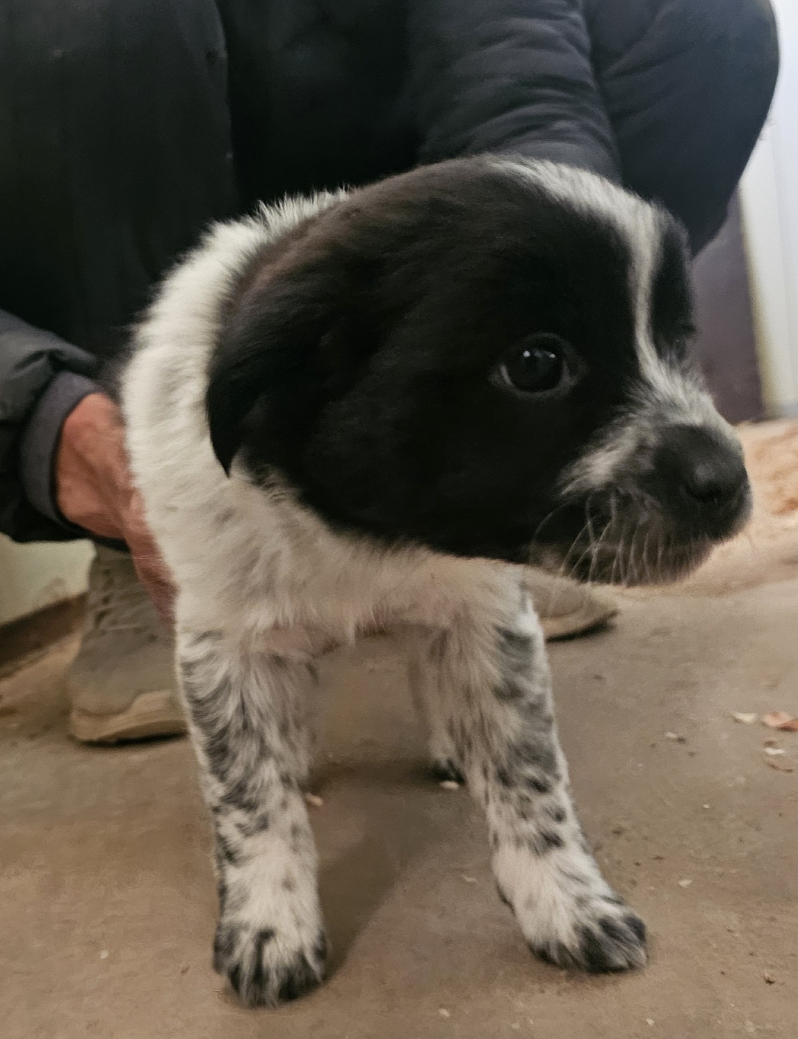 보호중 믹스견의 가…