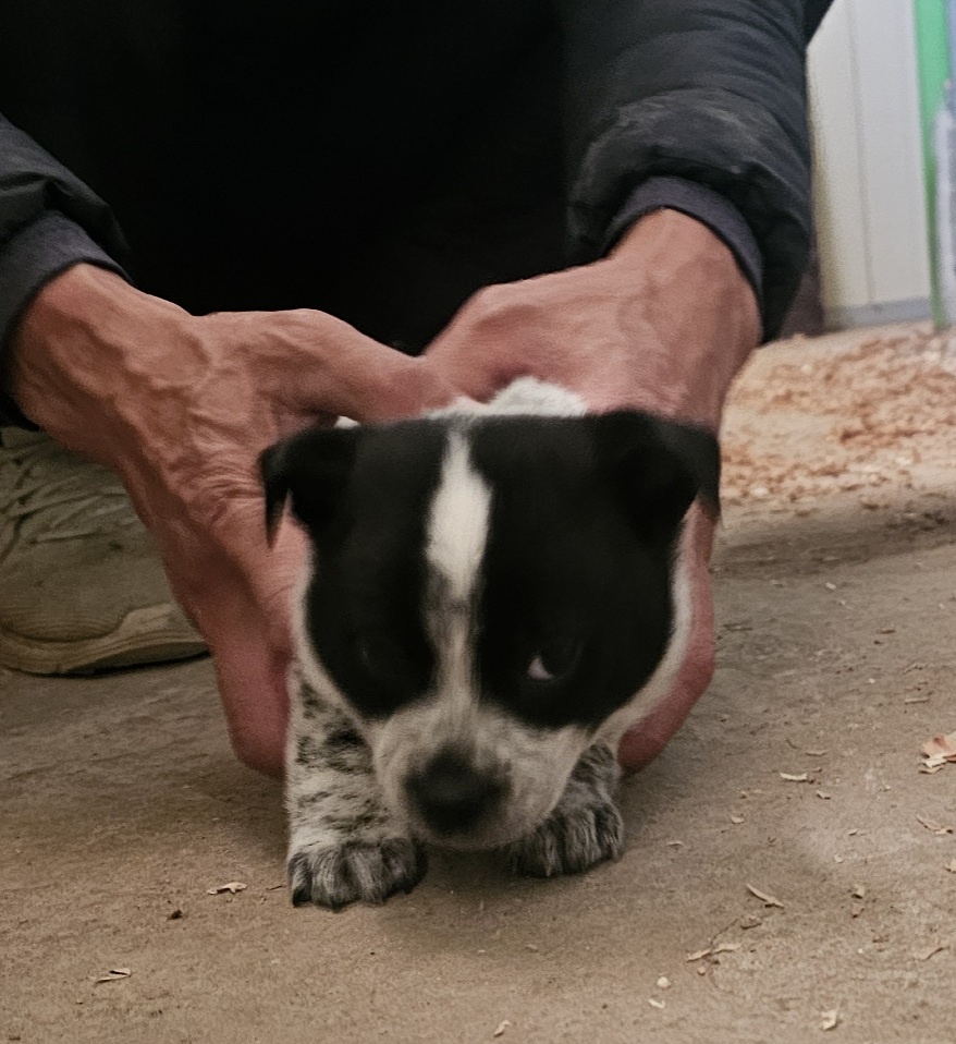 보호중 믹스견의 가…