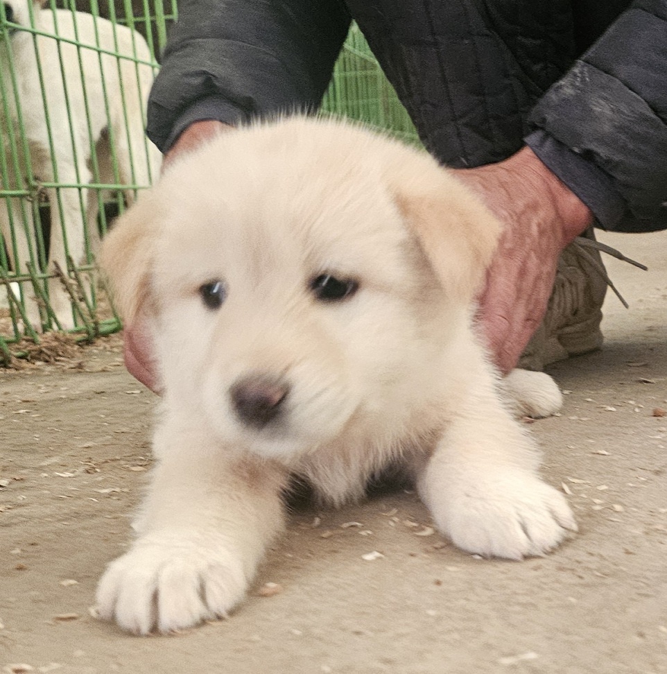 고령군 유기견 보호소_447520202500340