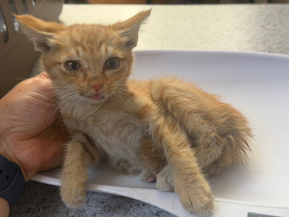 종료(자연사) 한국…