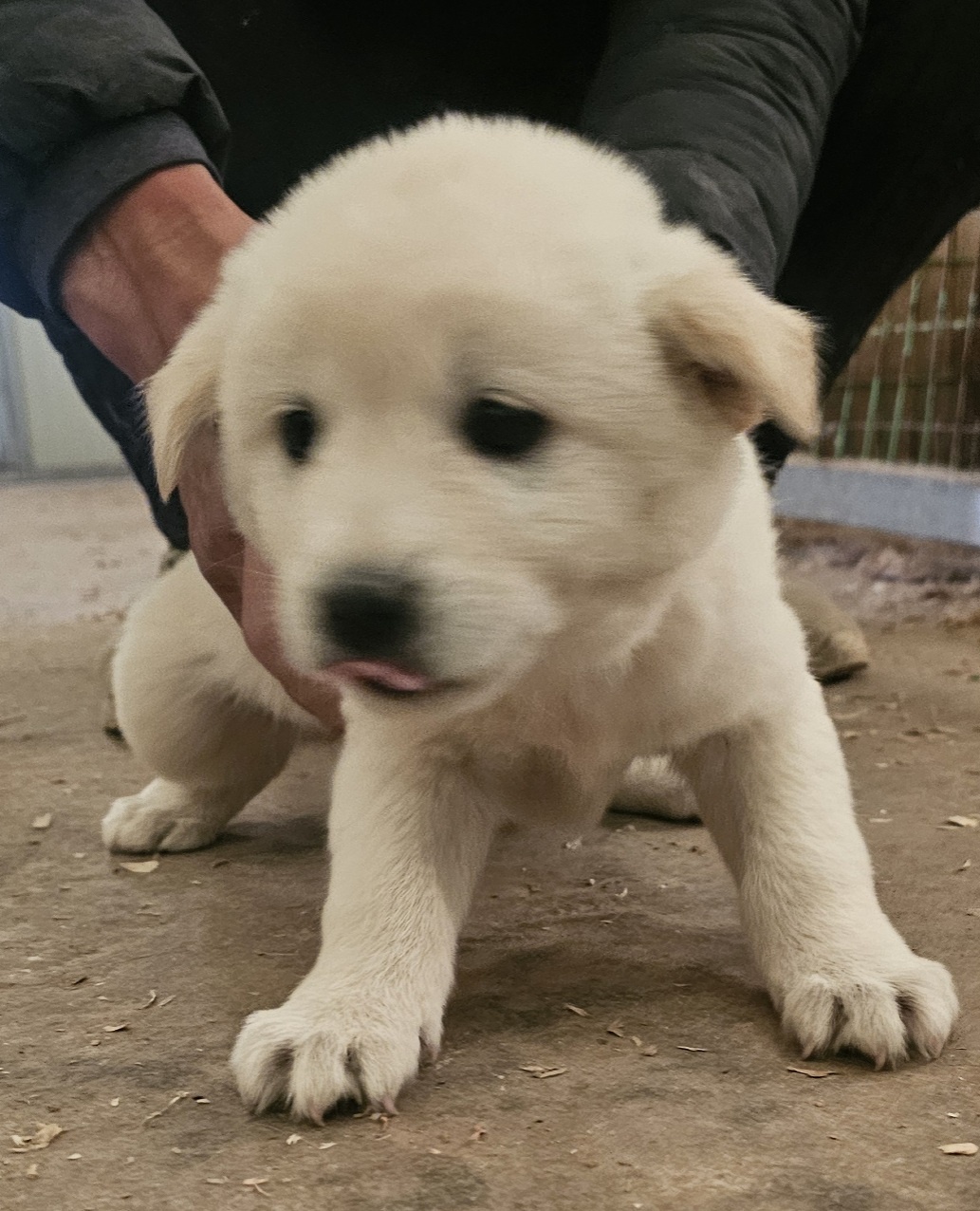 보호중 믹스견의 가…