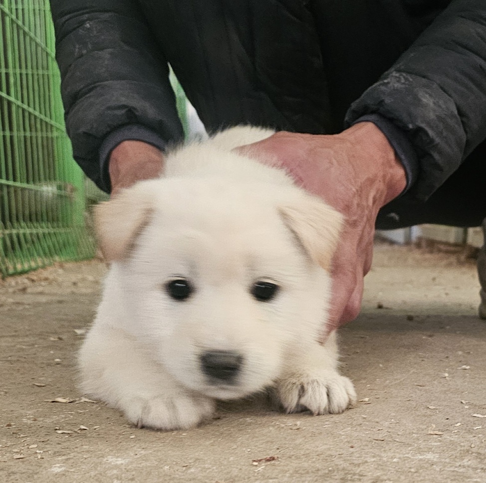 고령군 유기견 보호소_447520202500339