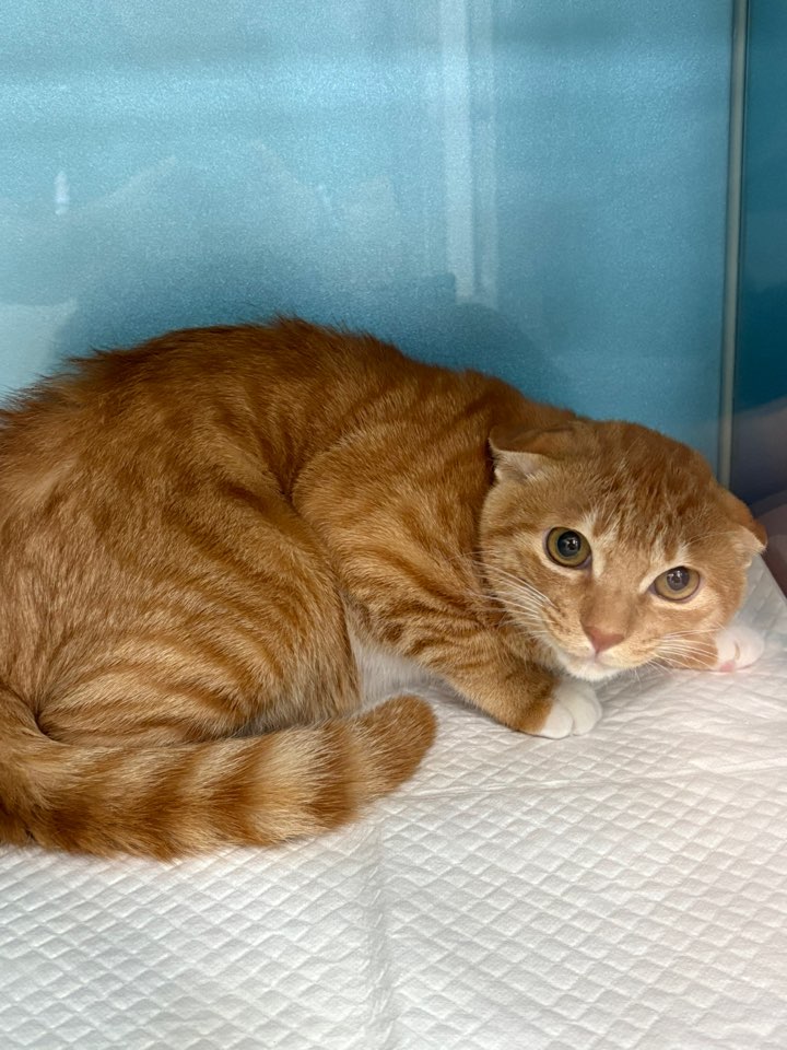 보호중 한국 고양이…