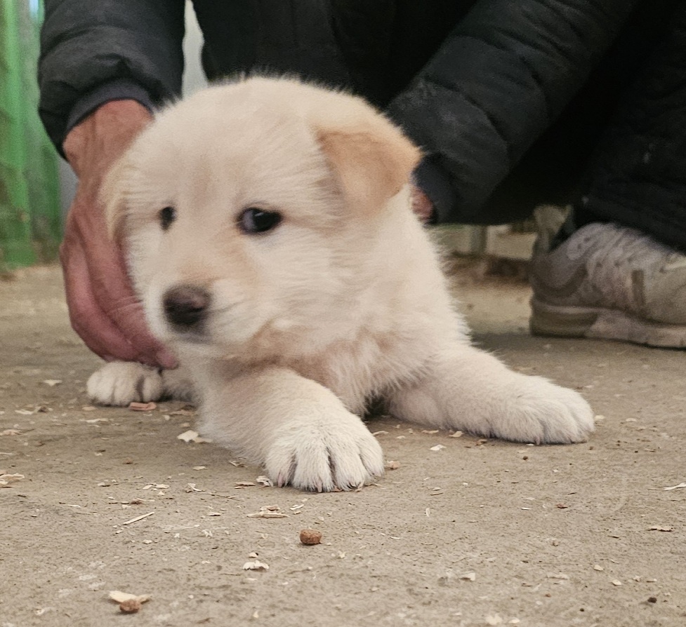 보호중 믹스견의 가…