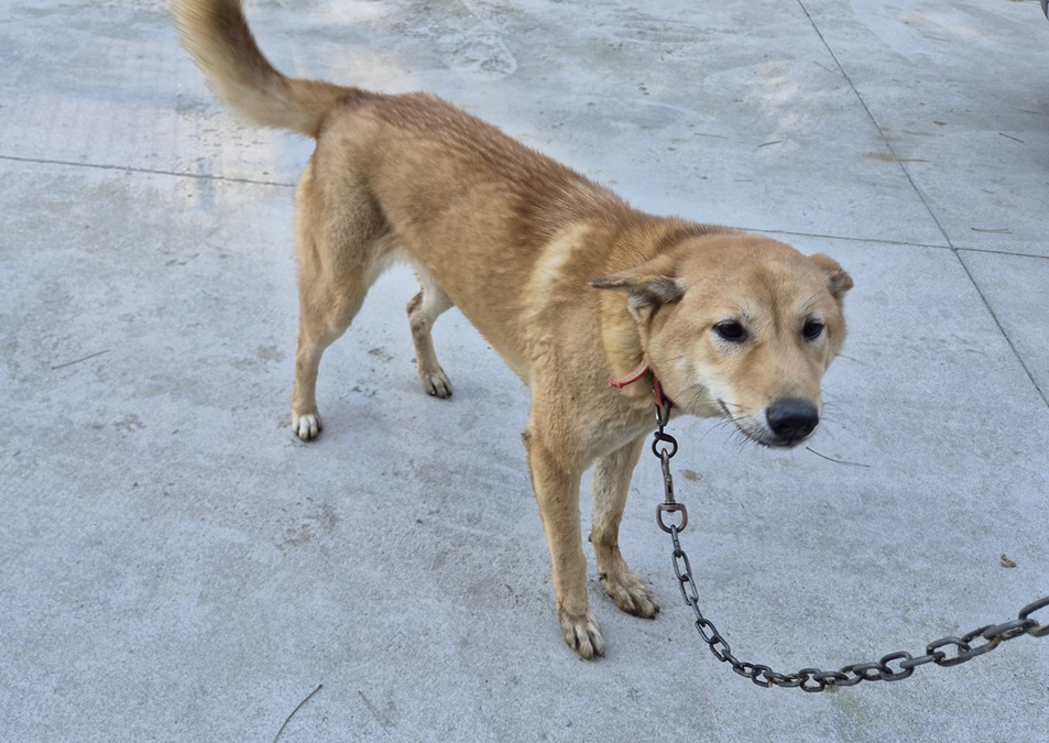 종료(반환) 믹스견…