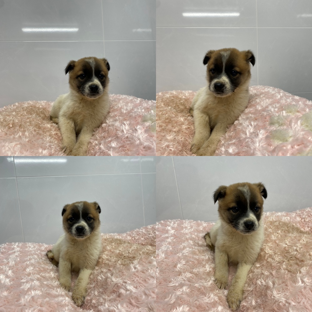 보호중 믹스견의 가…