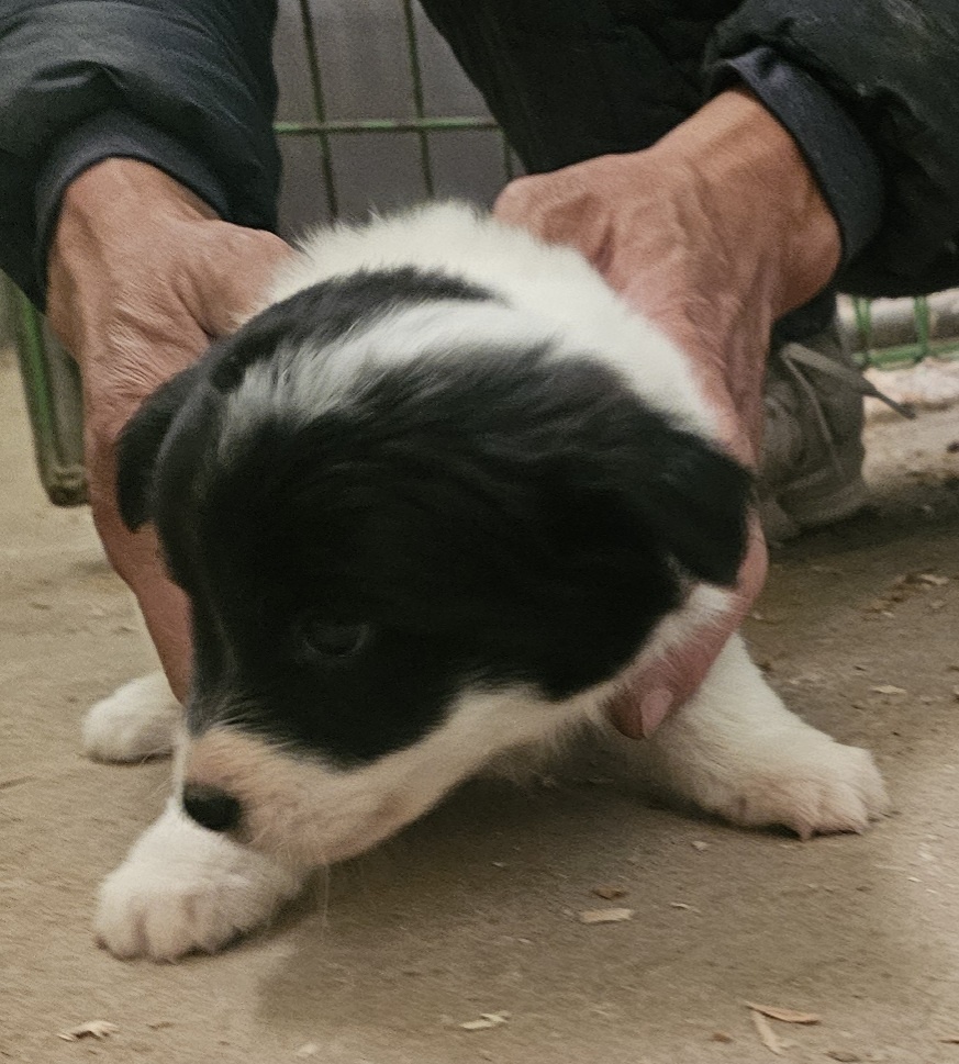 보호중 믹스견의 가…