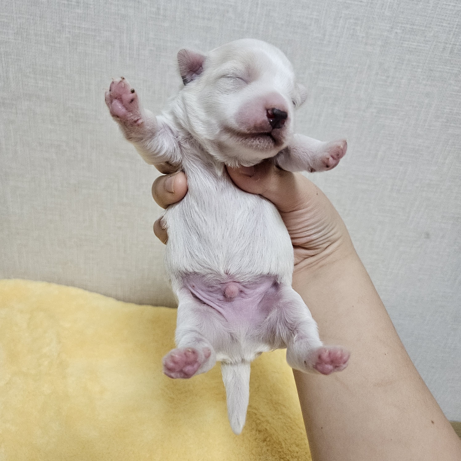 종료(기증) 믹스견…