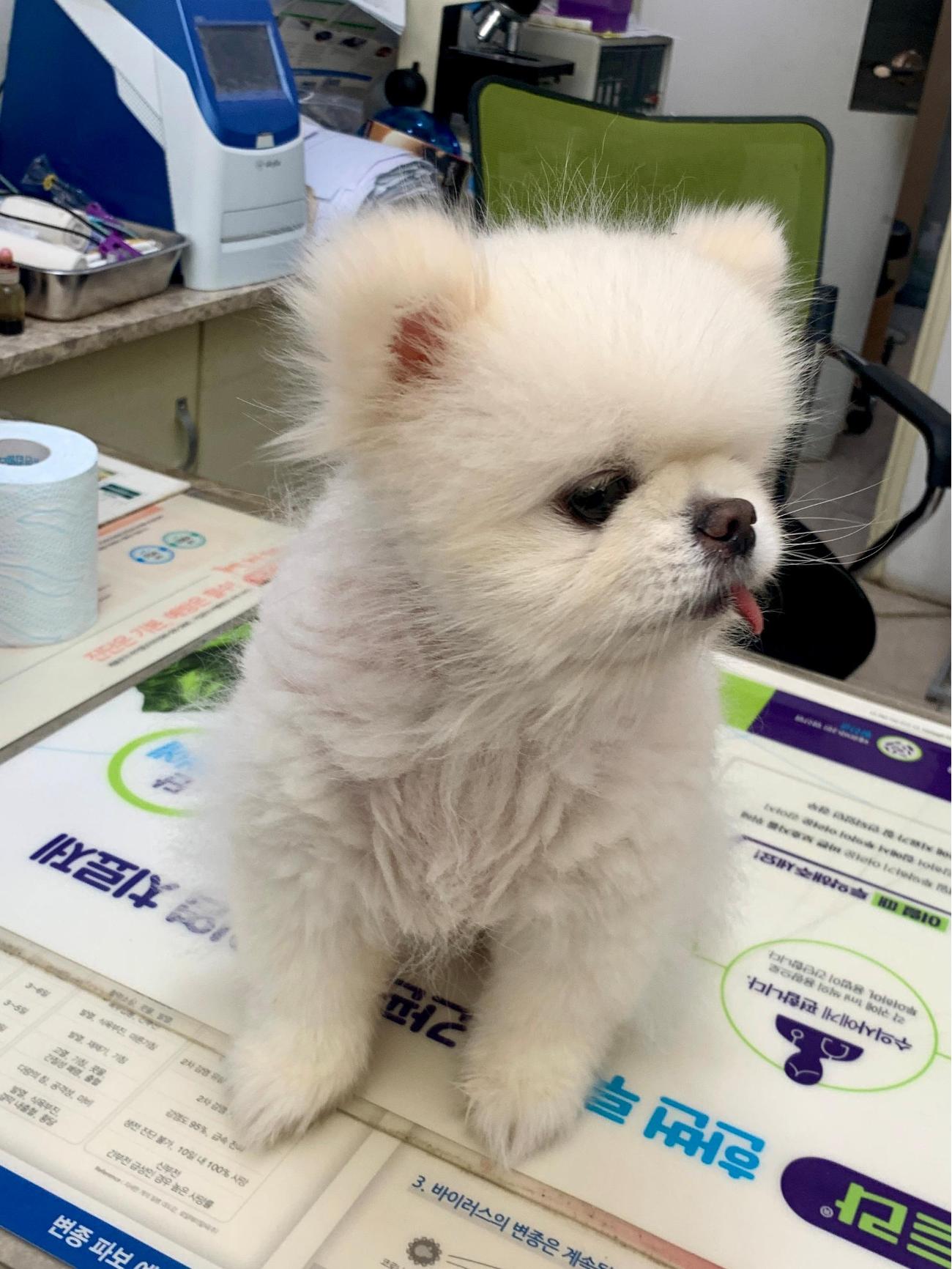 보호중 포메라니안의…