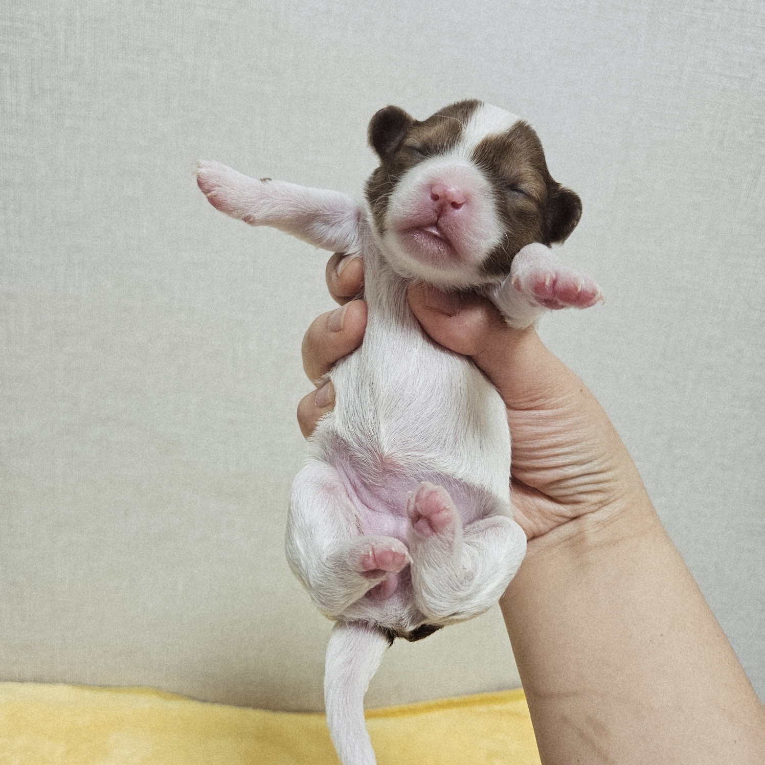 종료(기증) 믹스견…